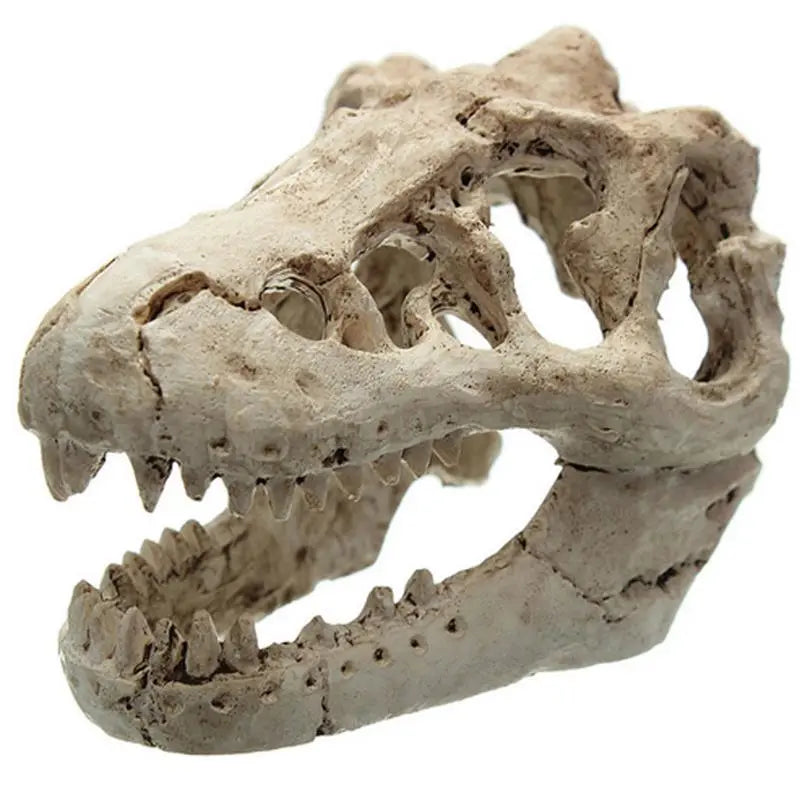 Resin T-Rex Skull Decoration