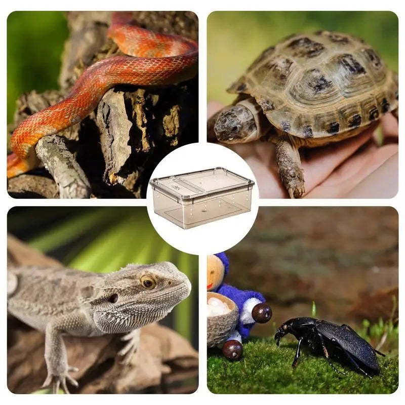 Modern Light & Transparent Reptile Breeding Box