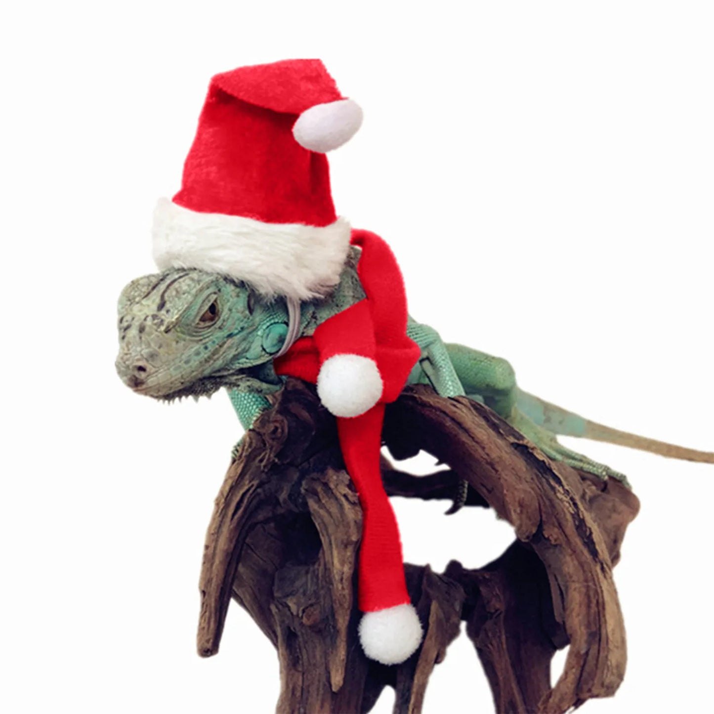 Christmas Sets for Chicken Pets and Other Pets