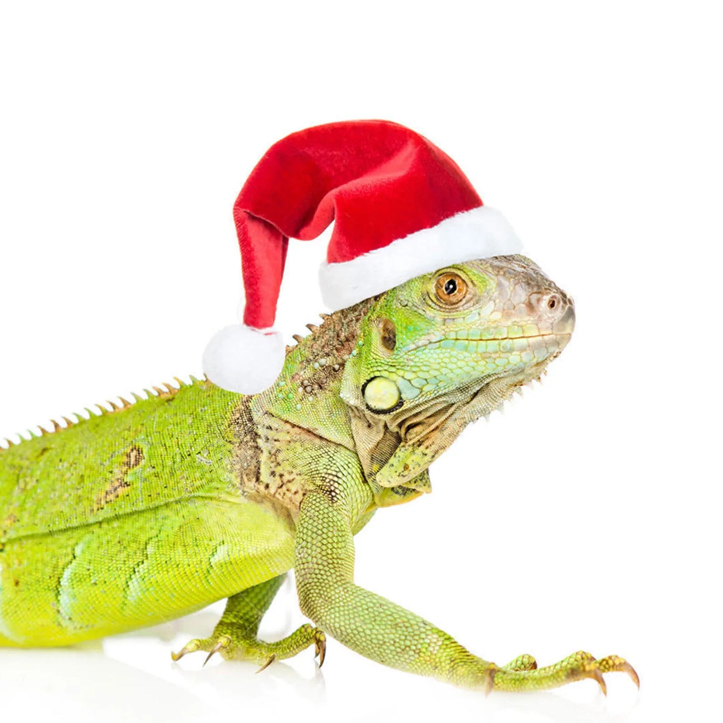 Christmas Sets for Chicken Pets and Other Pets
