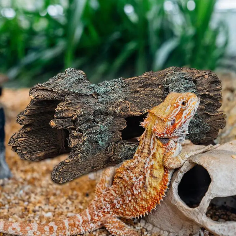Lizard Caves and Hideouts: Climbing Cave