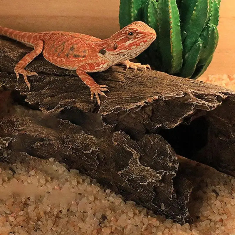 Lizard Caves and Hideouts: Climbing Cave