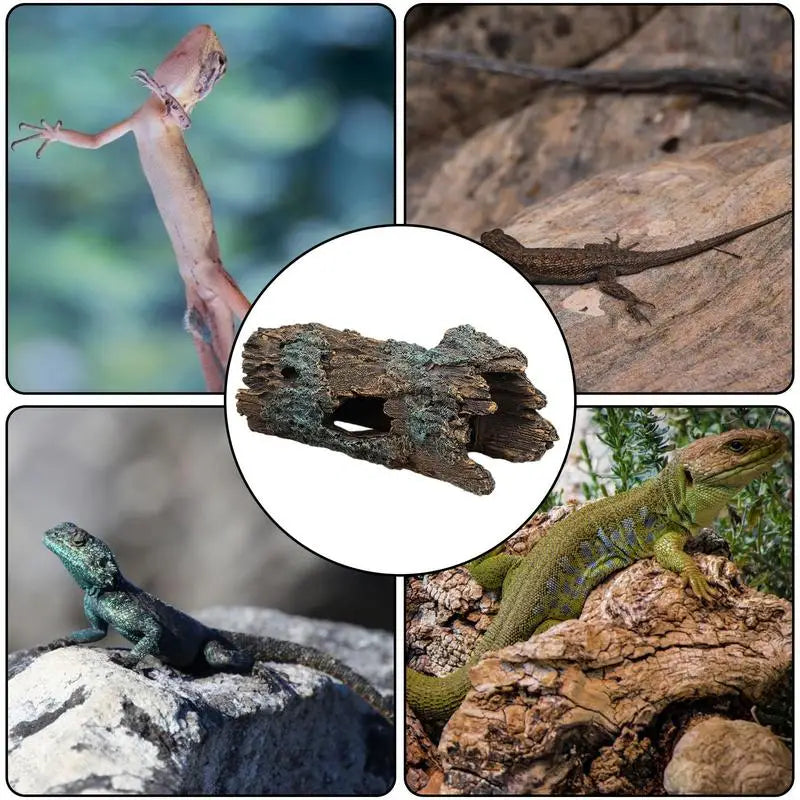Lizard Caves and Hideouts: Climbing Cave