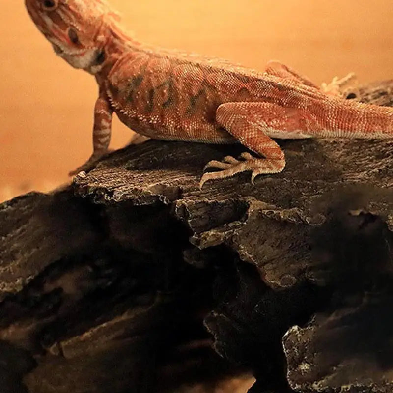 Lizard Caves and Hideouts: Climbing Cave